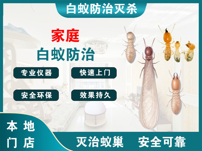 江都区家庭白蚁防治
