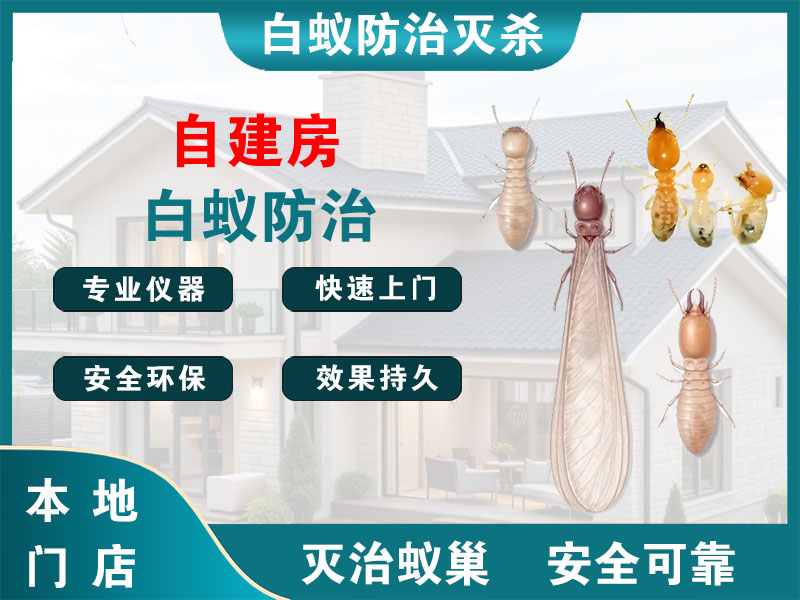 江都区自建房白蚁防治