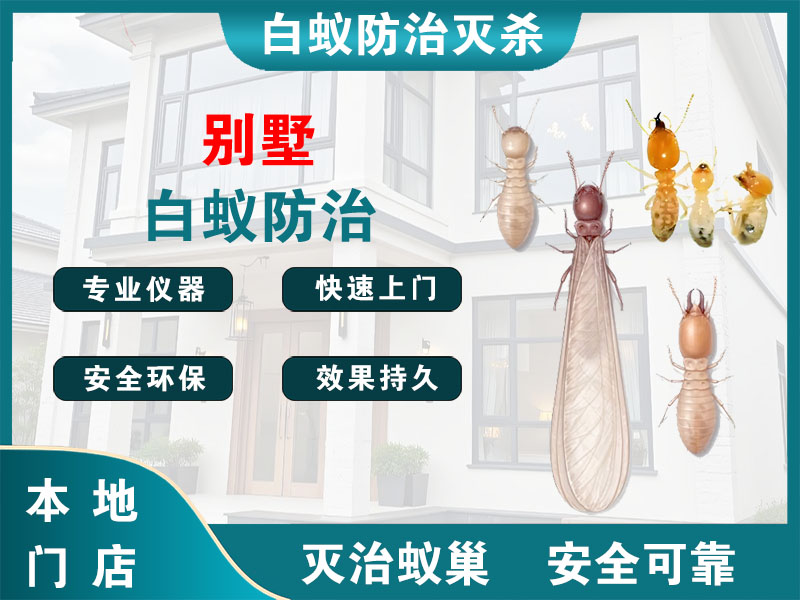 江都区别墅白蚁防治