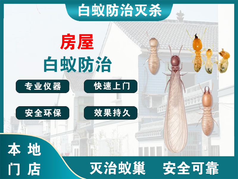 江都区房屋白蚁防治